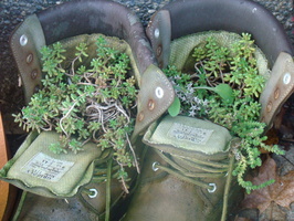 2008 11-Shoes Centralia Washington